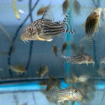 Sterbai Cory – Corydoras sterbai