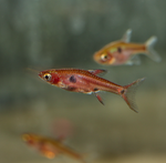 Strawberry Rasbora