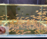 Strawberry Rasbora