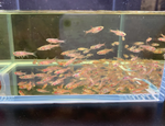 Strawberry Rasbora
