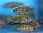 Sunshine Peacock Cichlid