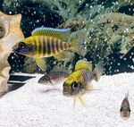 Sunshine Peacock Cichlid