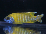 Sunshine Peacock Cichlid
