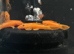 Super Red Bushy Nose Pleco (1")