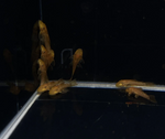 Super Red Bushy Nose Pleco (1")