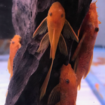 Super Red Bushy Nose Pleco (1")