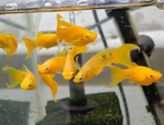 Tangerine Lyretail Molly