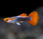 Tuxedo Koi Guppy Male