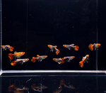 Tuxedo Koi Guppy Male