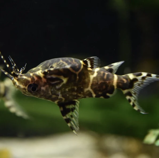 Upside-Down Catfish – Synodontis nigriventris
