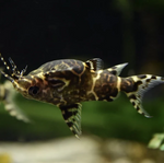Upside-Down Catfish – Synodontis nigriventris