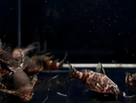 Upside-Down Catfish – Synodontis nigriventris