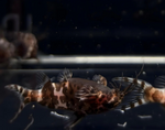 Upside-Down Catfish – Synodontis nigriventris