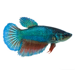 Veiltail Betta – Female (Assorted)