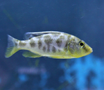 Venustus Cichlid