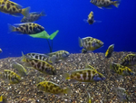 Venustus Cichlid