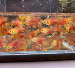 Flame Tetra (Von Rio Tetra)