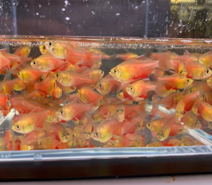 Flame Tetra (Von Rio Tetra)
