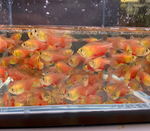 Flame Tetra (Von Rio Tetra)