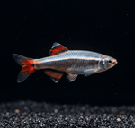 White Cloud – Tanichthys albonubes