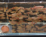 White Cloud – Tanichthys albonubes
