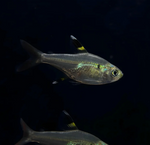 Pristella Tetra (X-Ray Tetra)