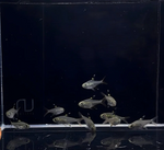 Pristella Tetra (X-Ray Tetra)