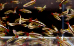 Yellow Fin White Cloud – Large