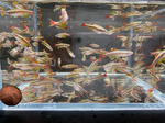 Yellow Fin White Cloud – Large