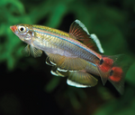 Yellow Fin White Cloud – Large