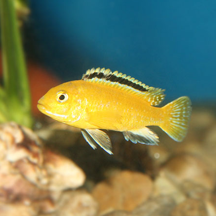 Electric Yellow Lab Cichlid