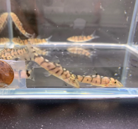 Yoyo Loach (1–1.75")