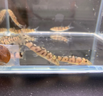 Yoyo Loach (1–1.75")