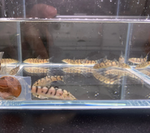 Yoyo Loach (1–1.75")