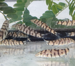 Yoyo Loach (1–1.75")