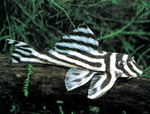 L046 Zebra Pleco – Hypancistrus zebra