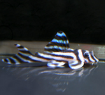 L046 Zebra Pleco – Hypancistrus zebra