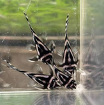 L046 Zebra Pleco – Hypancistrus zebra