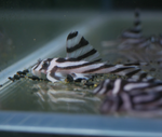 L046 Zebra Pleco – Hypancistrus zebra