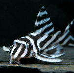 L046 Zebra Pleco – Hypancistrus zebra