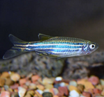 Zebra Danio – Danio rerio