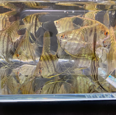 Zebra Angelfish – Pterophyllum scalare