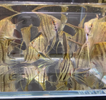 Zebra Angelfish – Pterophyllum scalare