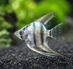 Zebra Angelfish – Pterophyllum scalare