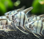 Zebra Angelfish – Pterophyllum scalare