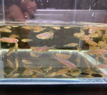 Zebra Danio – Danio rerio
