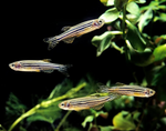 Zebra Danio – Danio rerio