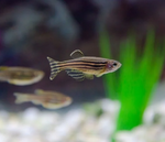 Zebra Danio – Danio rerio
